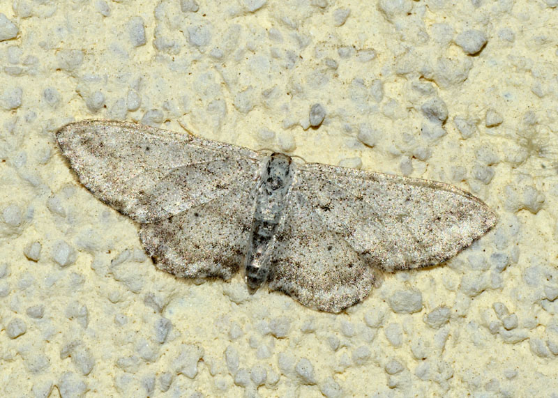 Geometridae da determinare